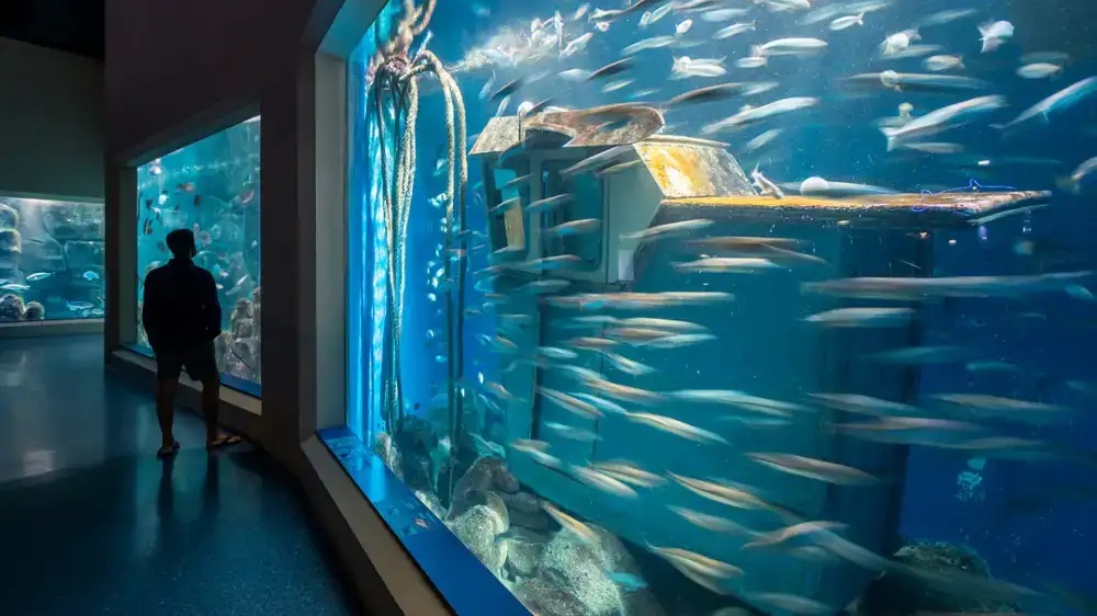 El Aquarium Finisterrae